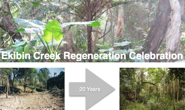 From bare earth to rainforest over 20 years