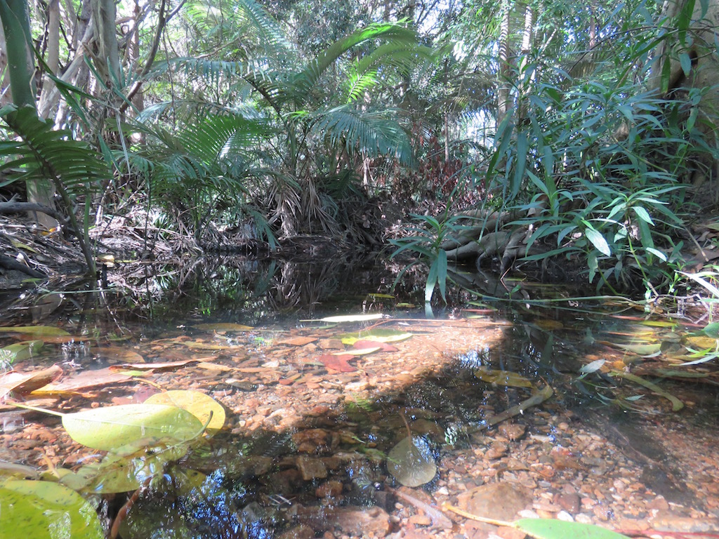 A clear waterhole