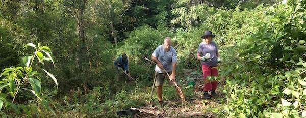 Removing weeds from the western boundary in 2015