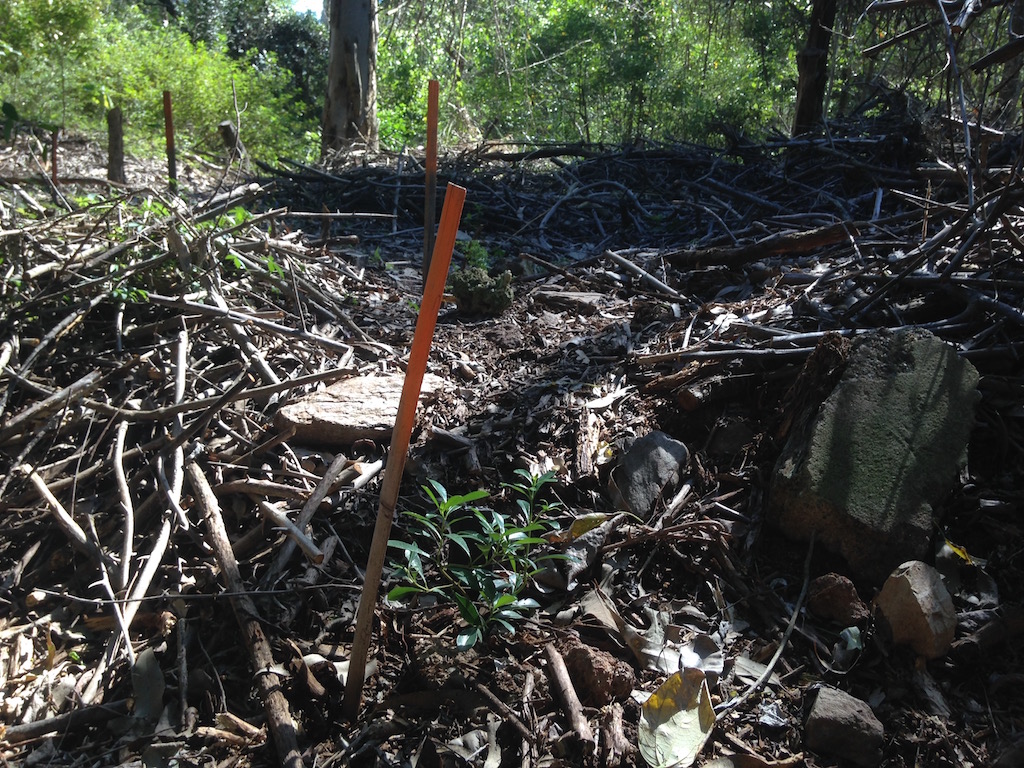 A small tree going in the ruins of a dead bougainvillea