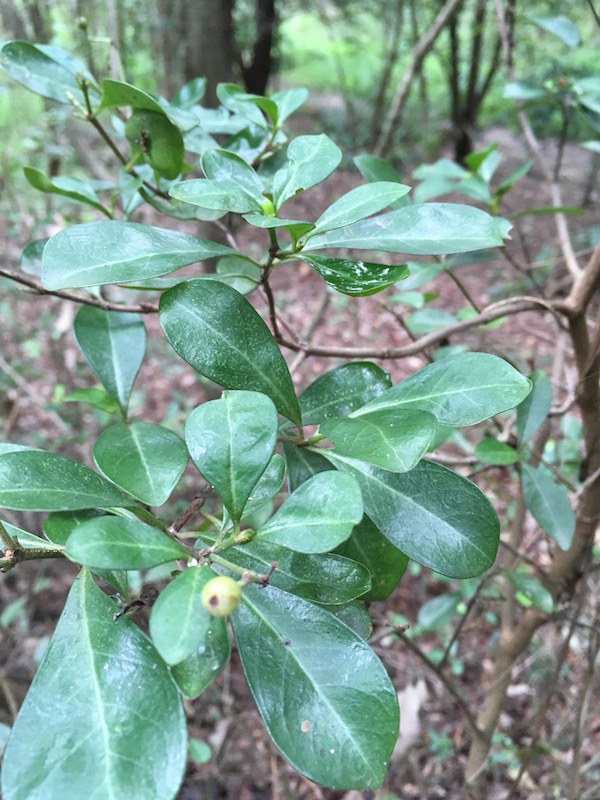 Large well-shaped leaves