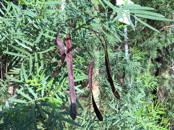 Dangling seedpods