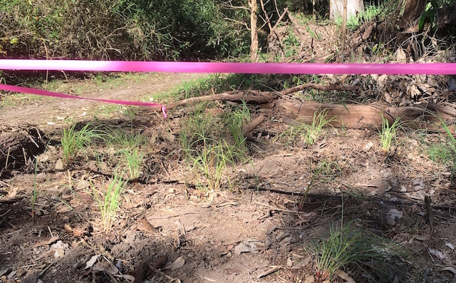 A plot of native grasses