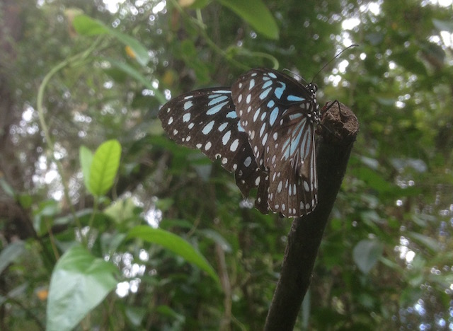 A Blue Tiger butterfly resting on a stick