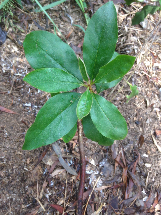 A small tree with large green leaves