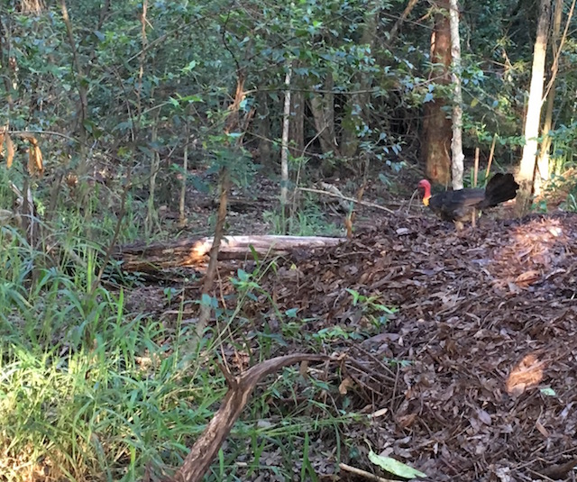 Male brush turkey building his nest