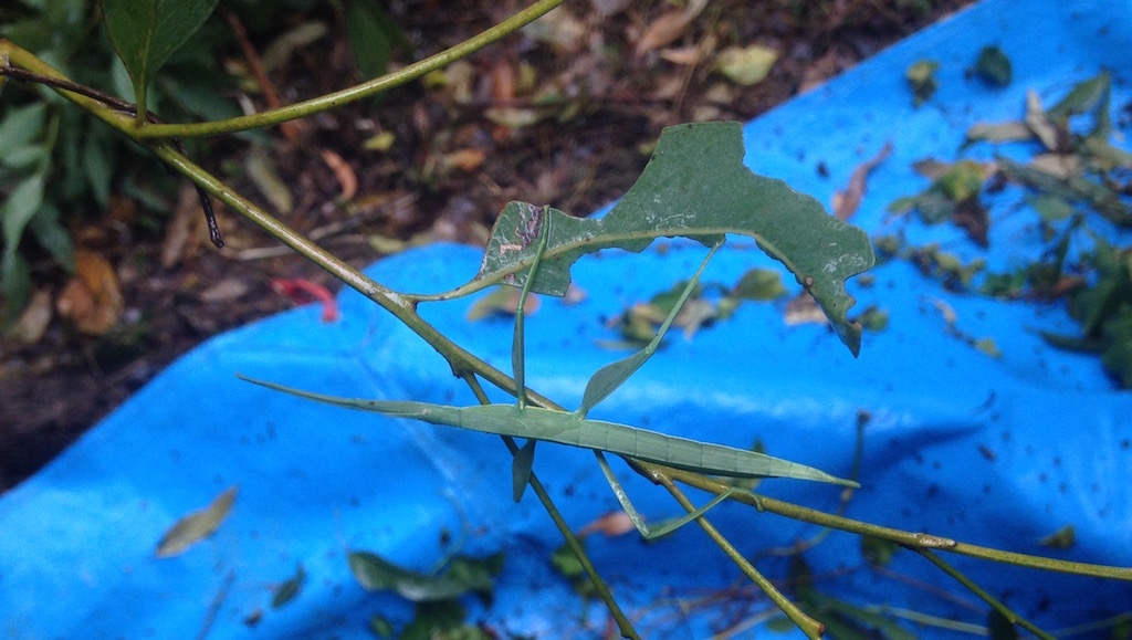 A phasmid disguised as a chewed leaf