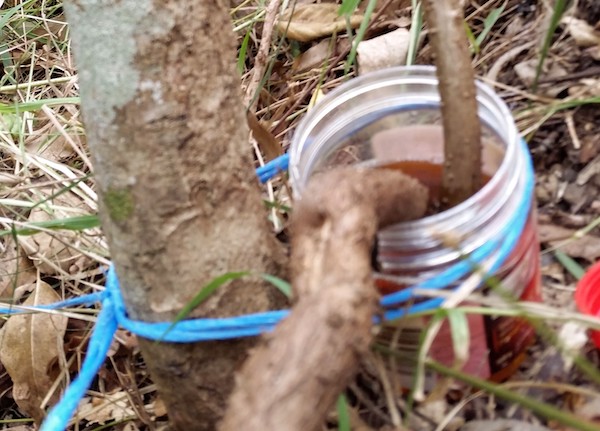  both cut ends of the stem are put in the jar and secured