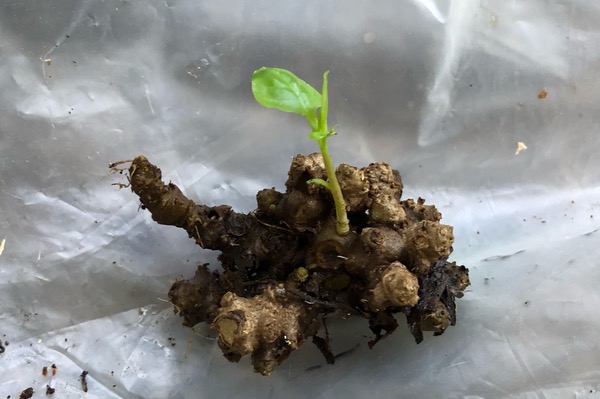 a sprouting tuber