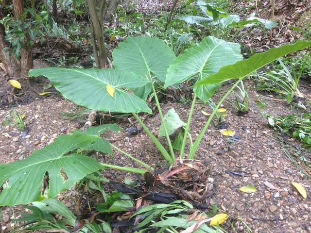 A cunjevoi with flood debris