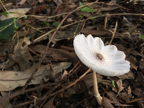 A mushroom with its centre lower than its edges