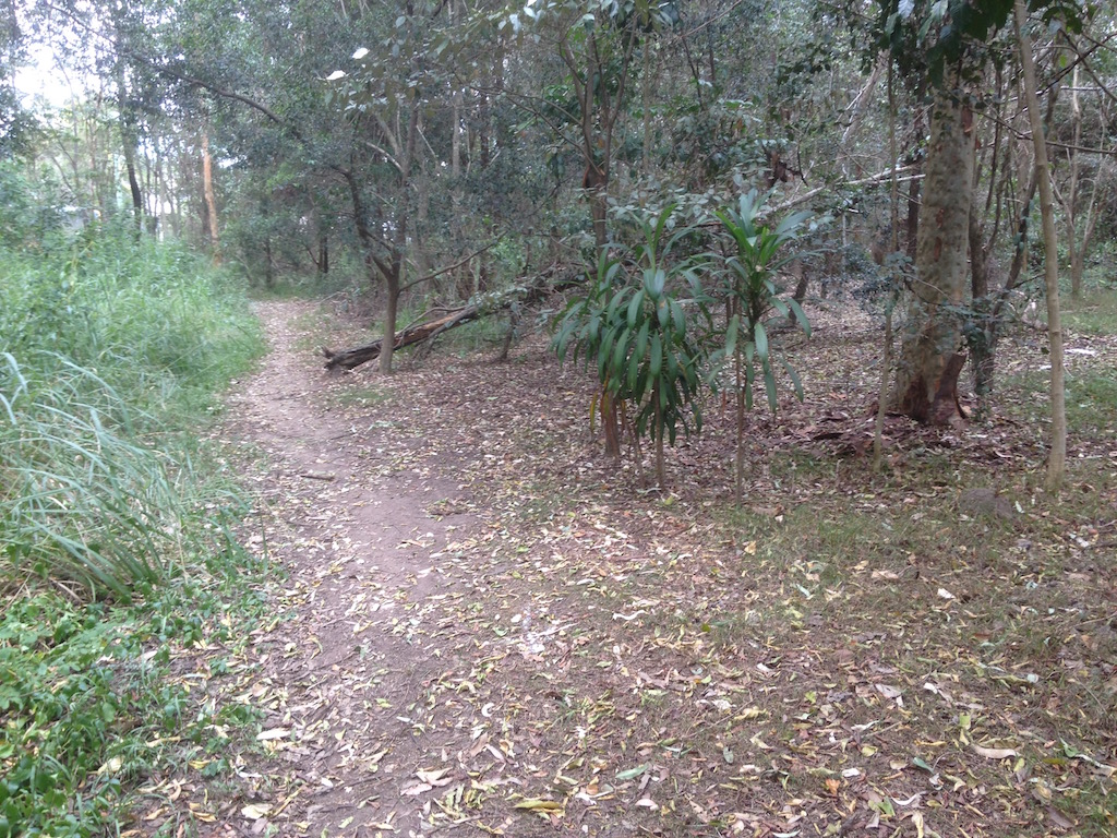 A path with regenerated and weedy sides