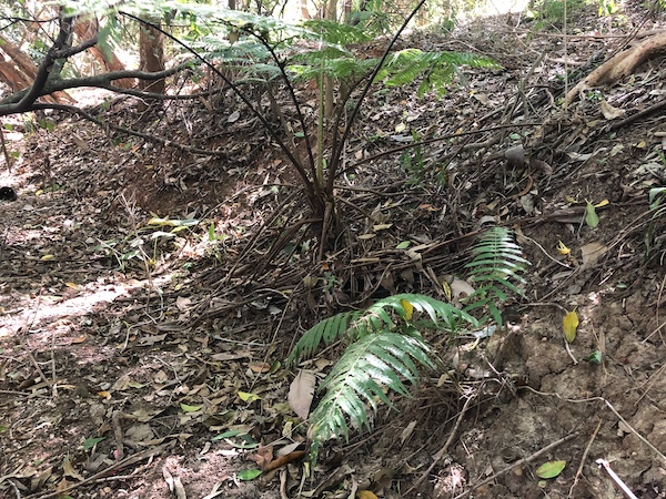 Creek bank ferns