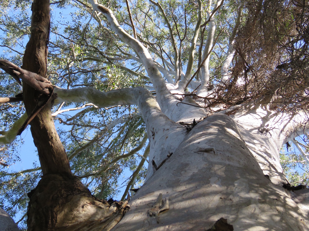 Trunk and canopy of a large eucalyptus tree