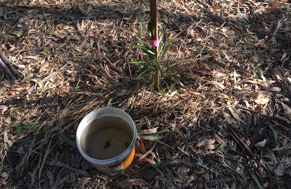 a new plant about to receive a bucket of water