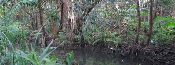 Riparian rainforest alongside Ekibin Creek