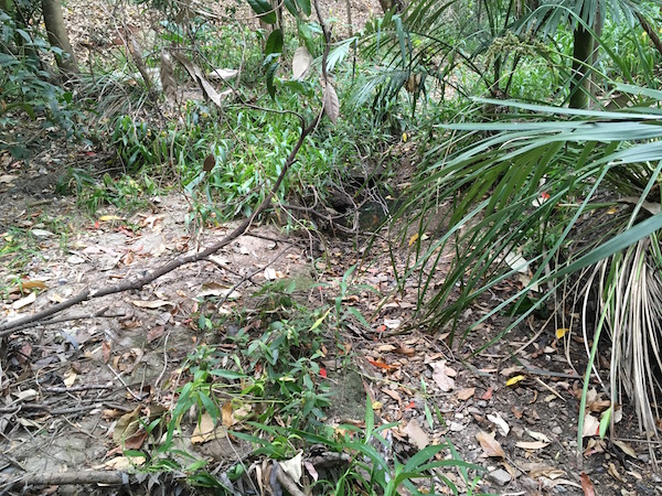 Dry creek bed