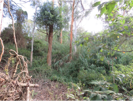 A line of koala food trees