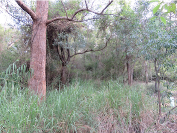 A weedy area next to a Tallowood tree