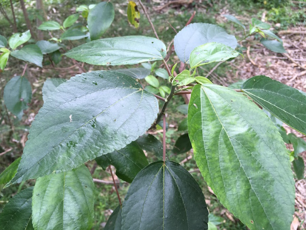 Glossy leaves of a native mulberry