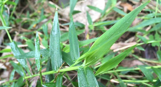 Grass leaves