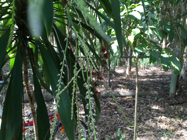 A small palm-like shrub growing in shade