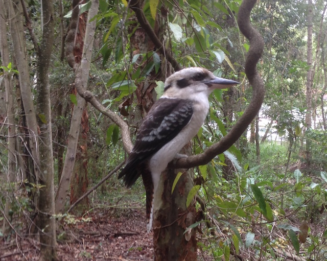 A kookaburra perched on a vine