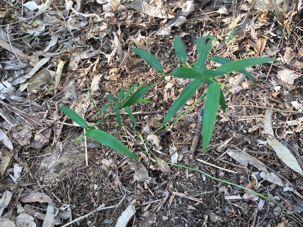 A small lilly against a dry forest floor