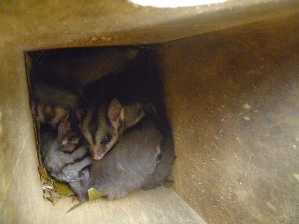 Squirrel gliders huddled at the bottom of a nest box