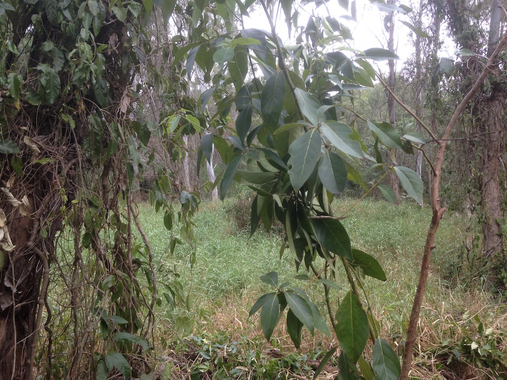 A tree covered with a vine