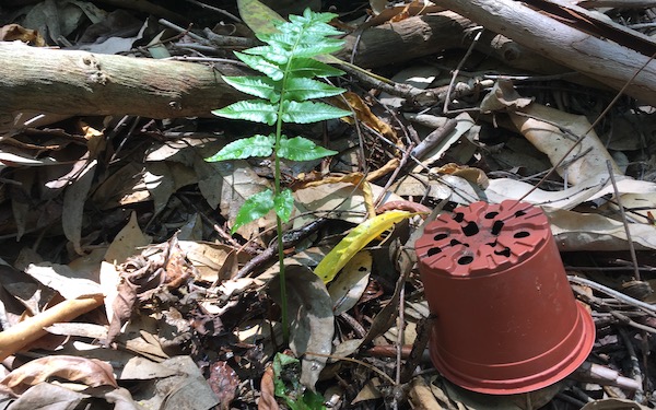 A small fern struggling in dry weather