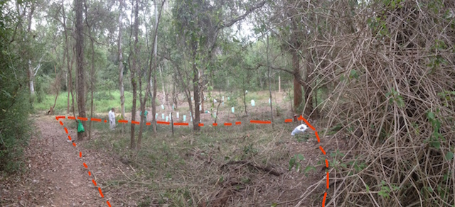 Clearing of an area between three trees