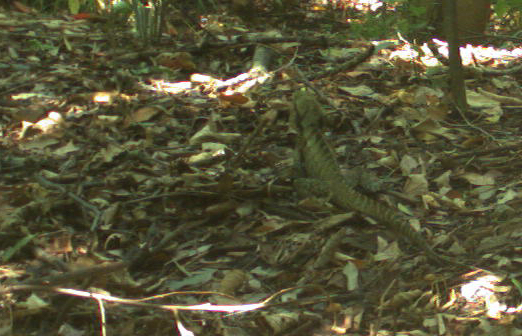 A well camouflaged water dragon