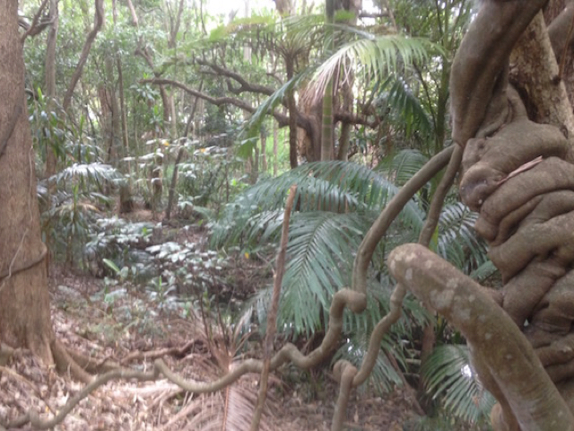 Mature rainforest next to the creek