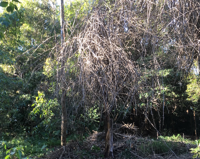 Dead bougainvillea vine in trees