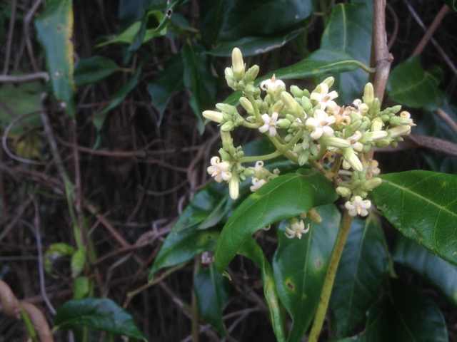 Flower of the Wonga Vine